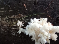 Hericium americanum