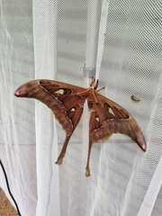 Coscinocera hercules