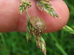 Eurygaster alternata