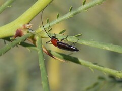 Stenosphenus dolosus