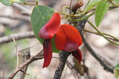 Kennedia rubicunda