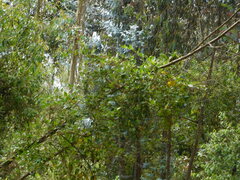 Muehlenbeckia tamnifolia