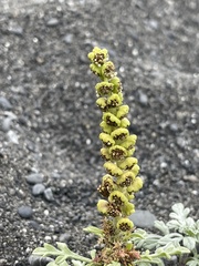 Ambrosia chamissonis