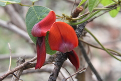 Kennedia rubicunda
