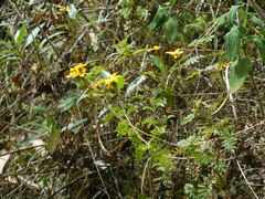 Tagetes zypaquirensis