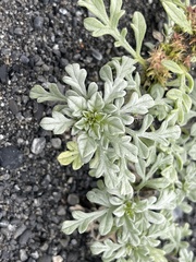 Ambrosia chamissonis