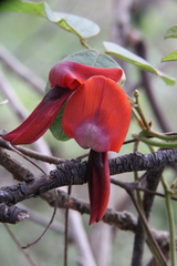 Kennedia rubicunda