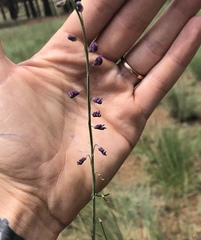 Pennellia longifolia