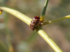 Cryptocephalus cribripennis