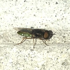 Stratiomyini