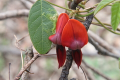 Kennedia rubicunda