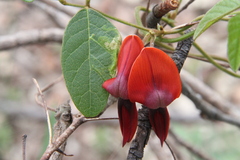 Kennedia rubicunda