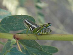 Paraidemona