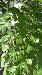 Fraxinus latifolia