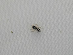 Salticus austinensis