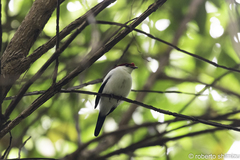Antilophia bokermanni