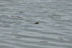 Apalone spinifera pallida