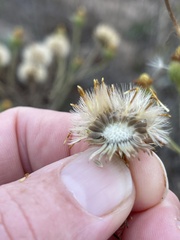 Heterotheca grandiflora