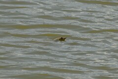 Apalone spinifera pallida