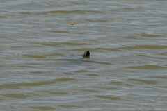 Pseudemys concinna concinna