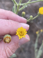 Heterotheca grandiflora