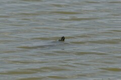 Pseudemys concinna concinna