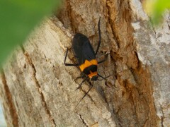 Platytylus bicinctus