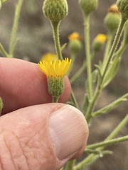 Heterotheca grandiflora