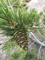 Pinus flexilis