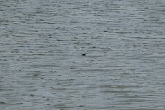 Apalone spinifera pallida