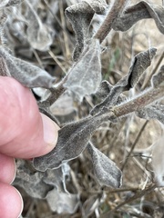 Heterotheca grandiflora