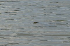 Apalone spinifera pallida