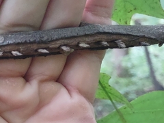 Cicadoidea