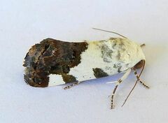 Tarache tetragona