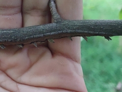 Cicadoidea