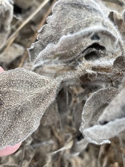 Heterotheca grandiflora
