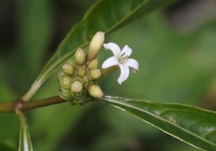 Morinda royoc