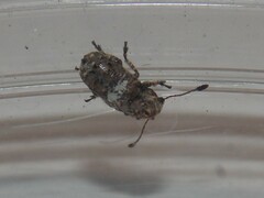 Toxonotus cornutus