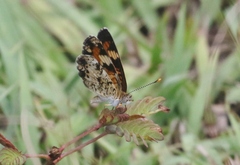 Phyciodes phaon