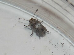 Toxonotus cornutus