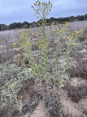 Heterotheca grandiflora
