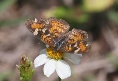 Phyciodes phaon