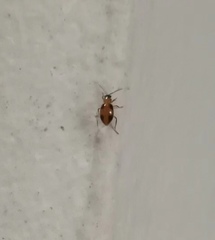 Medythia quadrimaculata