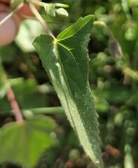 Indigofera australis