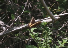 Heraclides caiguanabus