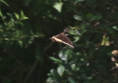 Heraclides caiguanabus