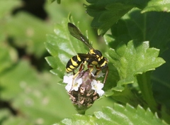 Nomada cubensis