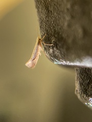 Argyresthia subreticulata