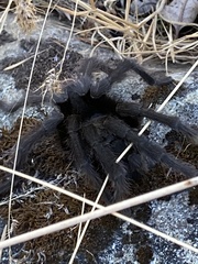 Aphonopelma iodius