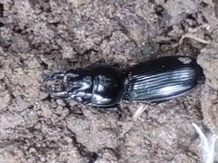 Scarites subterraneus